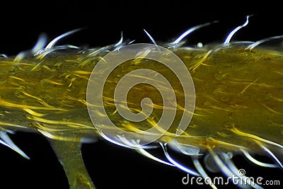 Microscopic view of Common nettle Urtica dioica plant Stock Photo