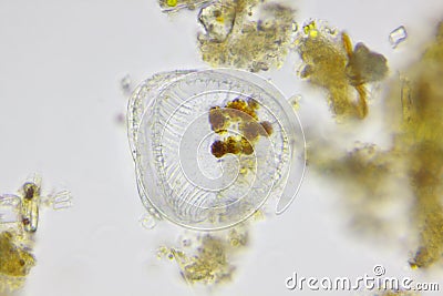 Microscopic view of a diatom Stock Photo