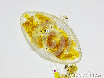 Microscopic view of a diatom Stock Photo