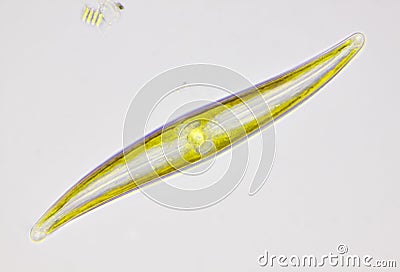 Microscopic view of a diatom Gyrosigma Stock Photo