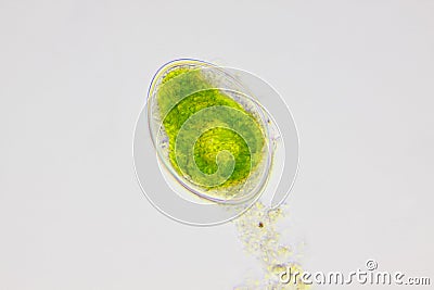 Microscopic view of freshwater green algae (Spirogyra) zygospore Stock Photo