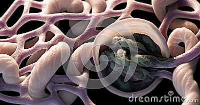 3D Rendering of Close up of Human Kidney Glomerulus and Bowman Capsule Stock Photo