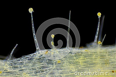 Microscopic view of Garden geranium Pelargonium x hortorum trichomes hairs Stock Photo