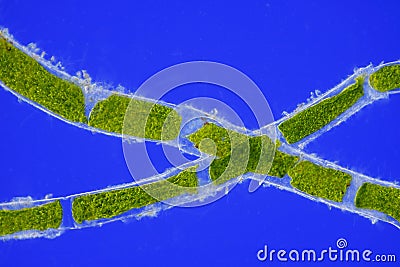 Microscopic view of green algae (Cladophora) cells Stock Photo