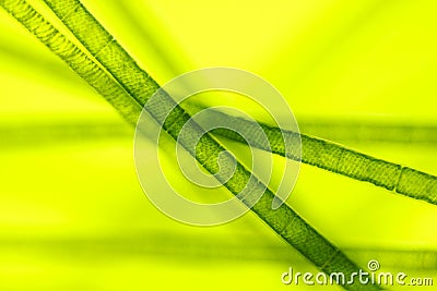 Microscopic view of green algae (Spirogyra) Stock Photo