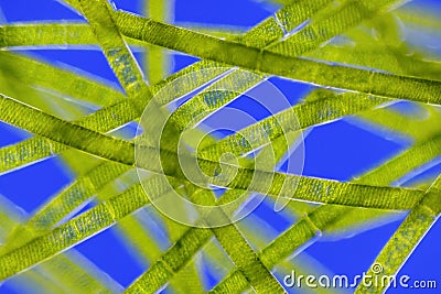 Microscopic view of green algae (Spirogyra) Stock Photo