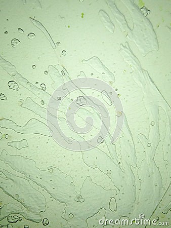 Microscopic view of the leaf surface showing plant Stock Photo