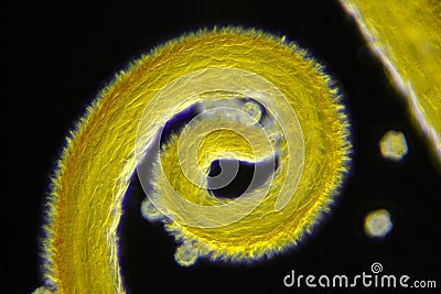 Microscopic view of a Meadow goats-beard Tragopogon pratensis curled flower stigma detail Stock Photo