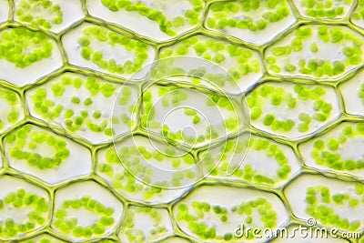 Microscopic view of moss leaf Plagiomnium affine Stock Photo