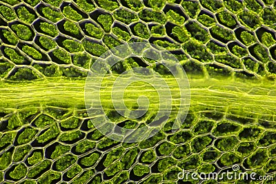 Microscopic view of moss leaf Plagiomnium affine Stock Photo