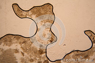 Microscopic view of organisms in the fusty water. Paramecium caudatum Stock Photo