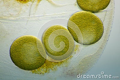 Microscopic view of a water flea parthenogenetic eggs inside shell carapace Stock Photo