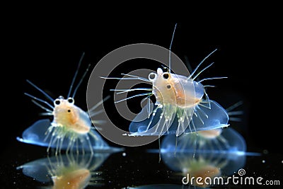 Microscopic View Of Water Fleas Daphnia In Their Habitat Stock Image