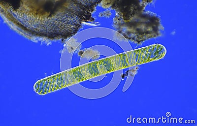 Microscopic view of young green algae (Spirogyra) cells Stock Photo