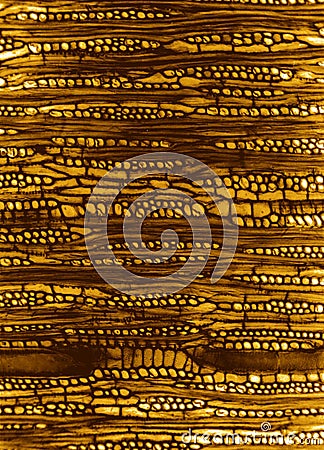 Microscopic wood section Stock Photo