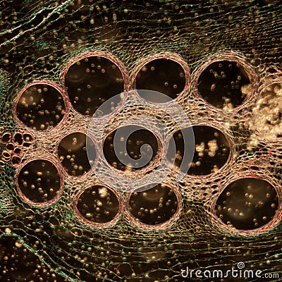 Microscopy micrograph stem of pumpkin Stock Photo