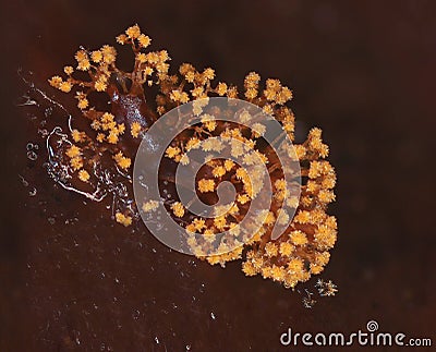 A microscoric colony of myxobateria look like flowers or corals Stock Photo