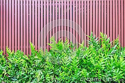 Microsorum punctatum fern and batten wooden fence Stock Photo
