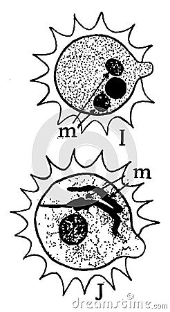 Microspore Pollen Grains vintage illustration Vector Illustration