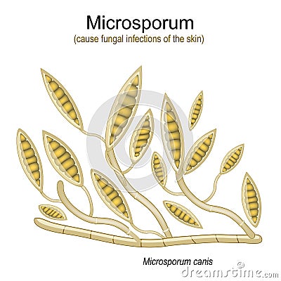 Microsporum, under microscope. Microscopic fungi Vector Illustration