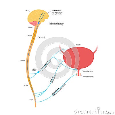 Micturition neural control Vector Illustration