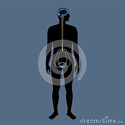 Micturition neural control Vector Illustration