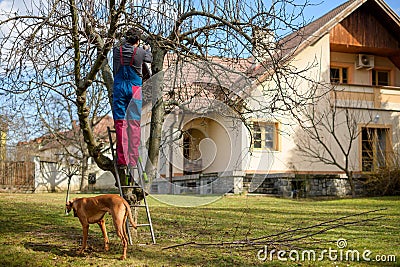 Mid adult caucasian man pruning fruit trees in his garden. Male gardener using pruning shears. Springtime gardening. Stock Photo