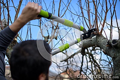 Mid adult caucasian man pruning fruit trees in his garden. Male gardener using pruning shears. Springtime gardening. Stock Photo