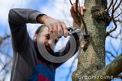 Mid adult caucasian man pruning fruit trees in his garden. Male gardener using pruning shears. Springtime gardening. Stock Photo