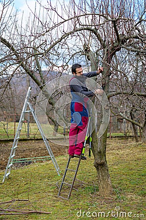 Mid adult caucasian man standing on a ladder, pruning fruit trees in his garden. Male gardener using pruning shears. Gardening. Stock Photo