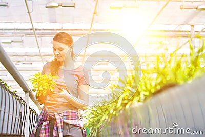 Mid adult female botanist examining herb seedlings in plant nursery Stock Photo