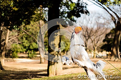 Mid-Jump Border Collie Stock Photo