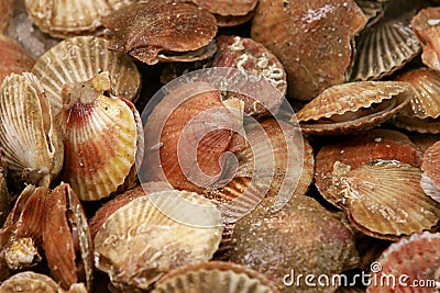 Mid-sized scallops on display Stock Photo