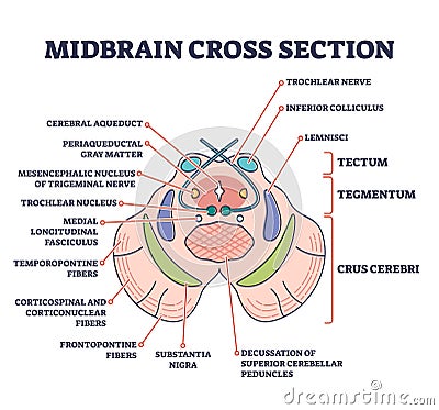 Midbrain cross section with labeled brain structure parts outline diagram Vector Illustration