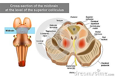 Midbrain or mesencephalon anatomy illustration. Vector Illustration