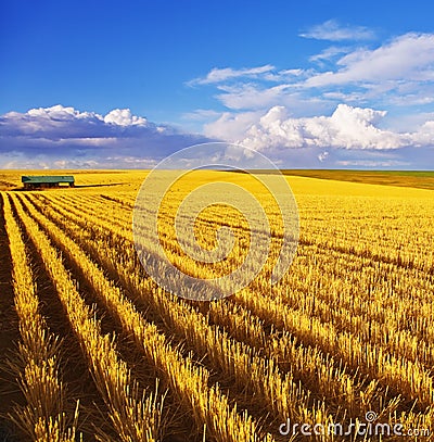 The midday on fields of Montana Stock Photo