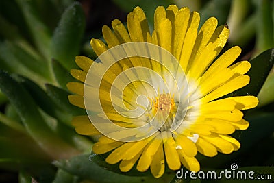 Midday flower, Delosperma congestum Stock Photo