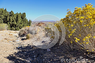 California desert landscape with plant life in Littlerock Stock Photo