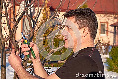 Middle aged man with shears in hand pruning tree branches in early spring. Stock Photo