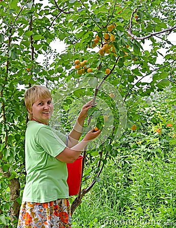 Middle-aged woman collects apricots in garden Stock Photo