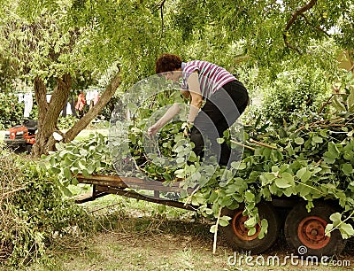 Middle-aged Woman Moving Plant Cuttings On Trailer Stock Photo