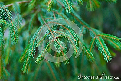 Macro shot of a Christmas tree branch with a soft blurred background Stock Photo