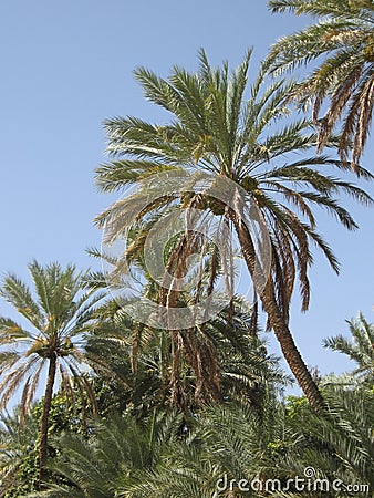Middle East or Africa, picturesque palm trees landscapes landscape photography. Stock Photo