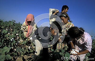 MIDDLE EAST SYRIA ALEPPO COTTON PLANTATION Editorial Stock Photo