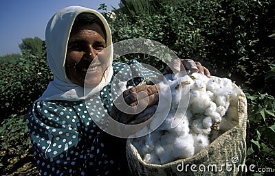 MIDDLE EAST SYRIA ALEPPO COTTON PLANTATION Editorial Stock Photo