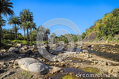 In the middle of the flood the river is going and Coconut tree standing trees are standing Stock Photo