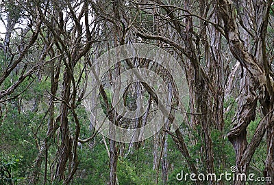 Middle of forest with lots of trees Stock Photo