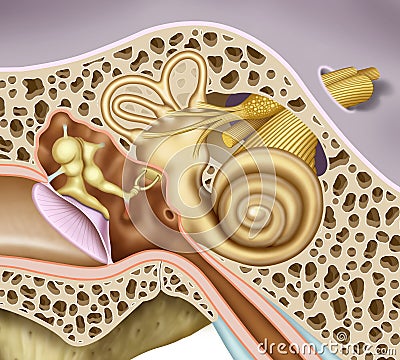 Middle and inner ear Cartoon Illustration