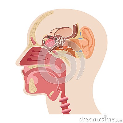 The middle part of the human head, the anatomy of the human nose, and the internal structure of the ears Vector Illustration