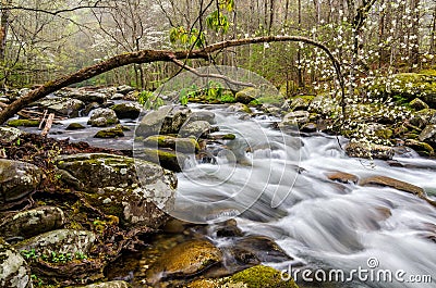 Middle Prong of the Little River, Great Smoky Mountains Stock Photo